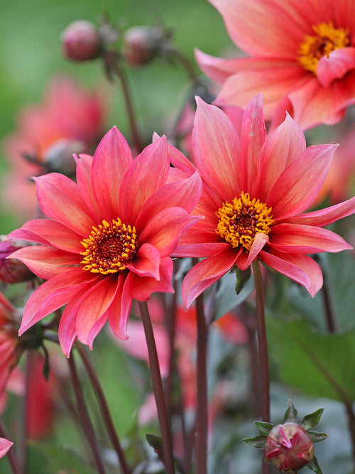 Dalia ‘Waltzing Mathilda’ z brzoskwiniowymi kwiatami