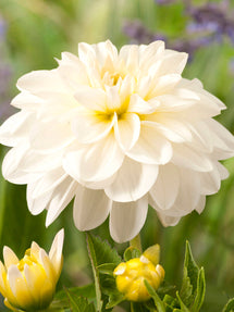 Dalia White Onesta