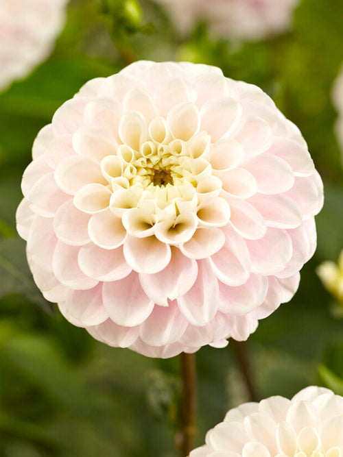 Dalia Wizard of Lightning | DutchGrown™