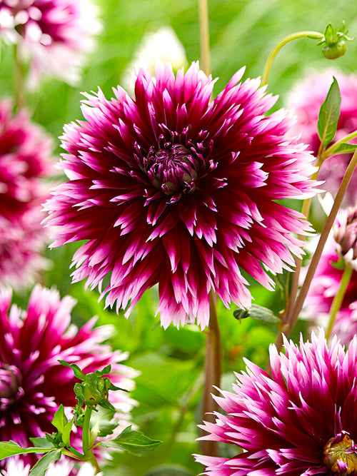 Dalia ‘Alauna Clair-Obscur’ cebulki dalii online