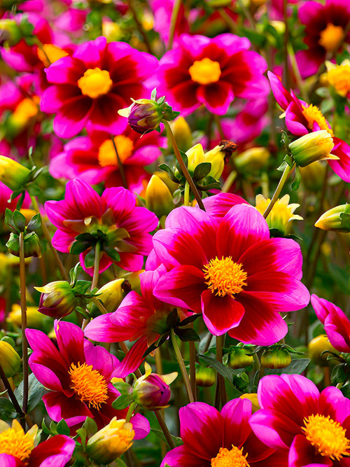 Dalia ‘Bashful’ cebulki dalii