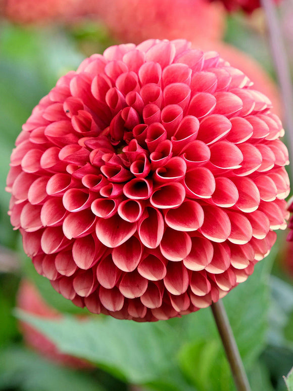 Dalia ‘Copper Boy’ Kup cebulki dalii online