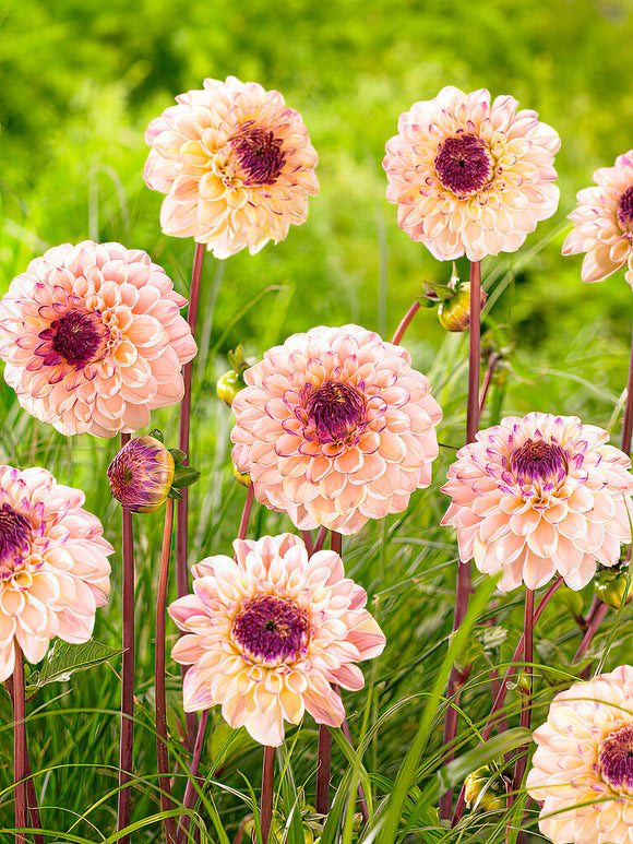 Dalia ‘Wine Eyed Jill’ | Kup cebulki dalii online