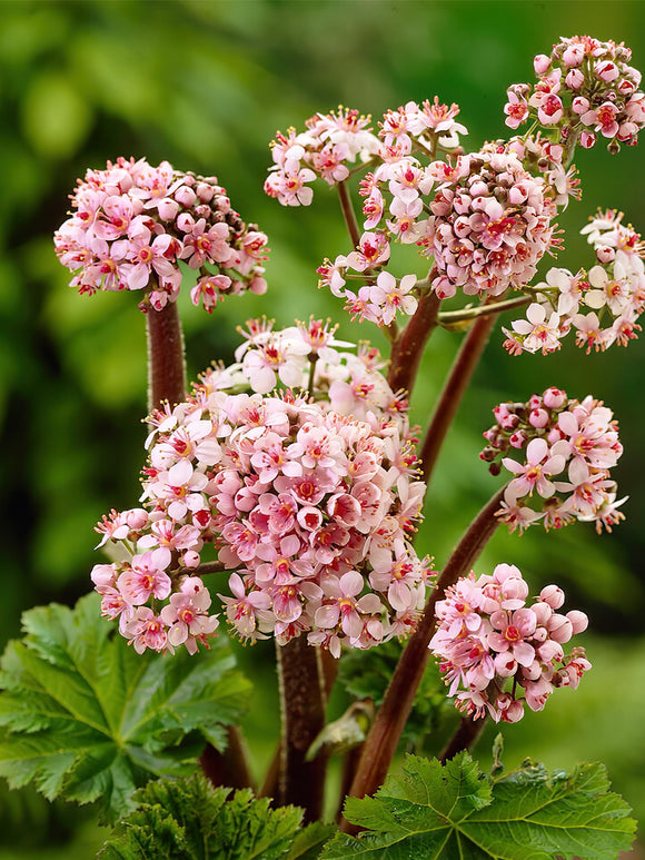 Darmera Peltata (Tarczownica tarczowata)