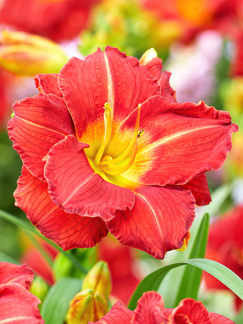 Hemerocallis ‘Booby Ruby’ (liliowiec)