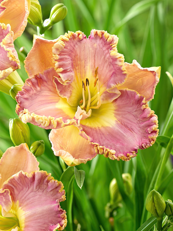 Liliowiec Lavender Tu Tu (Hemerocallis)