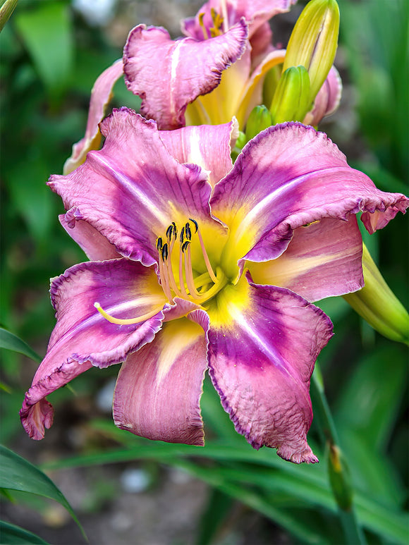 Liliowiec Mildred Mitchell (Hemerocallis)