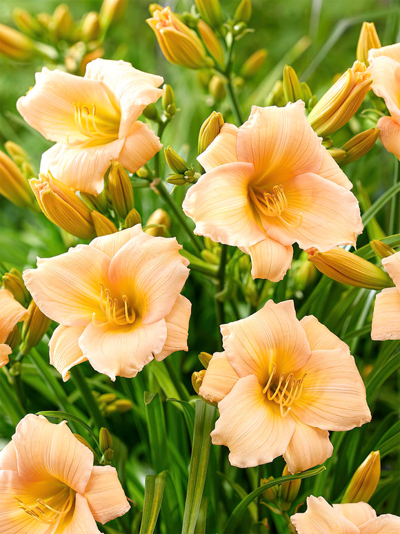 Zamów jeżówkę 'Liliowiec Mini Pearl (Hemerocallis)' w DutchGrown™ z wysyłką na wiosnę i ciesz się najwyższej jakości odkrytymi korzeniami!