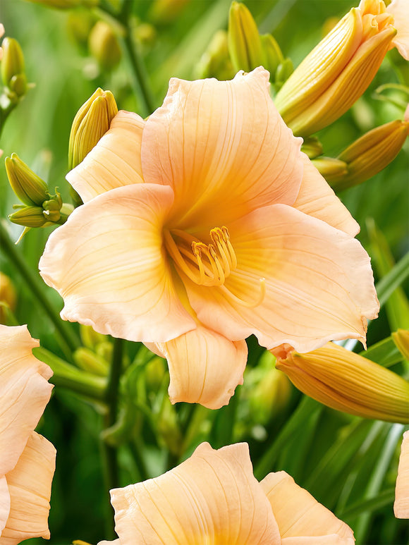 Liliowiec Mini Pearl (Hemerocallis)