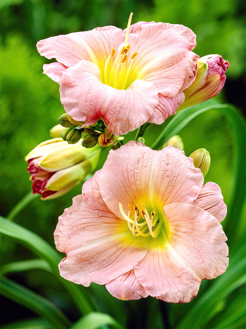 Liliowiec Soft Secrets (Hemerocallis)