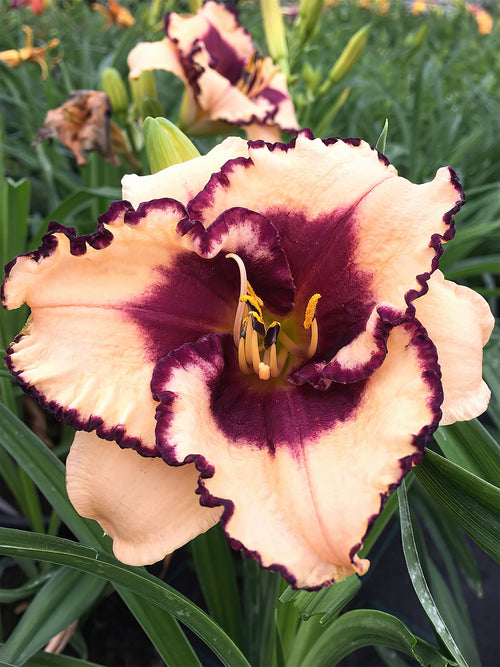 Liliowiec Tropical Surprise (Hemerocallis)