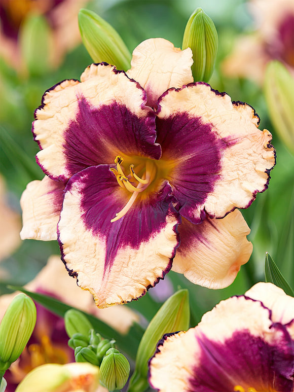 Zamów jeżówkę 'Liliowiec Tropical Surprise (Hemerocallis)' w DutchGrown™ z wysyłką na wiosnę i ciesz się najwyższej jakości odkrytymi korzeniami!