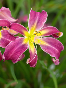 Liliowiec Exotic Spider (Hemerocallis)