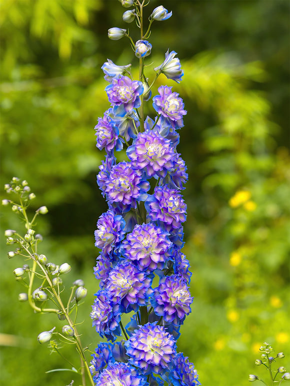 Delphinium Highlander Bolero - Gołe korzenie