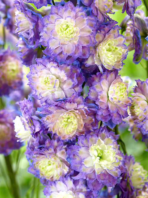 Delphinium Highlander Bolero z Holandii