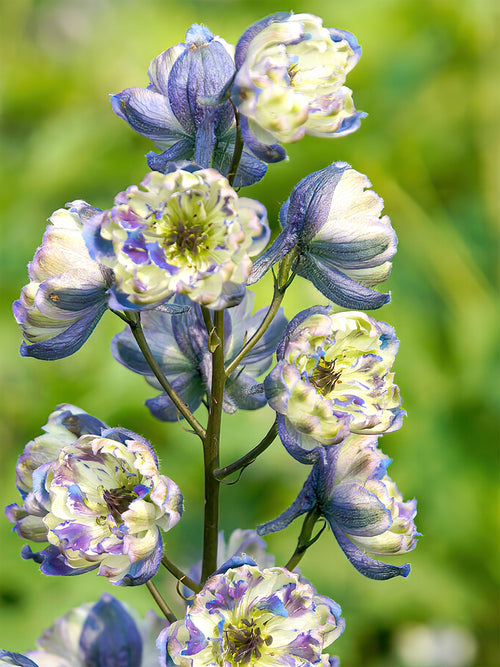 Kup Delphinium La Boheme