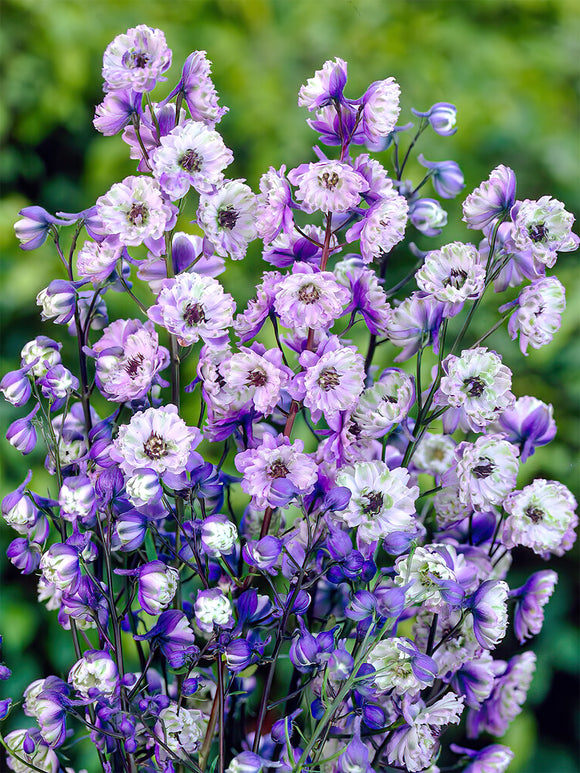 Kup Delphinium La Boheme