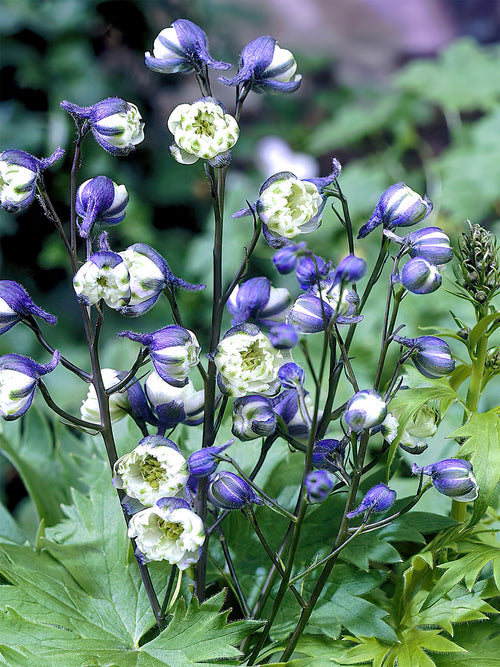 Delphinium La Boheme