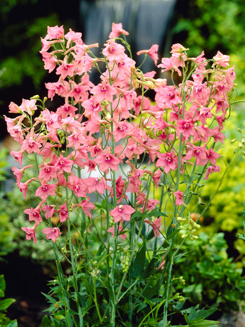 Kup Delphinium Pink Sensation Gołe korzenie