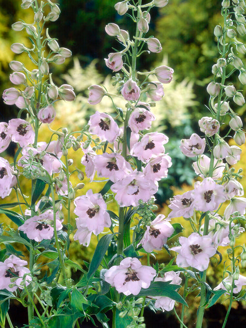 Kup Delphinium Sky Sensation Gołe korzenie