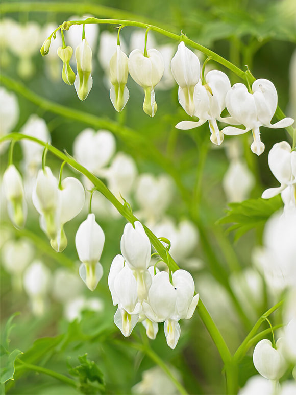 Kup najwyższej jakości Serduszka (Dicentra) z Holandii