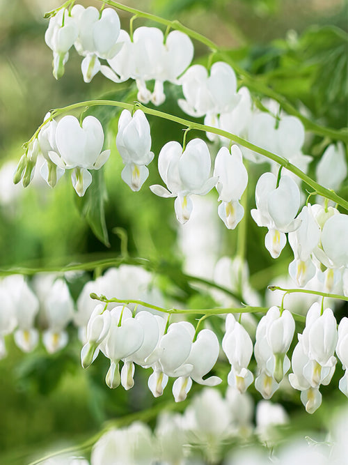 Kup najwyższej jakości Serduszka (Dicentra) z Holandii