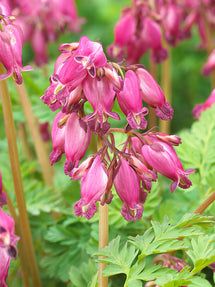 Serduszka Luxuriant (Dicentra)