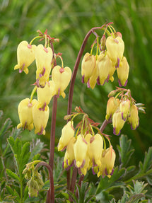 Serduszka Sulphur Hearts (Dicentra)