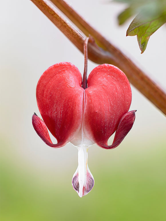 Kup najwyższej jakości Serduszka (Dicentra) z Holandii