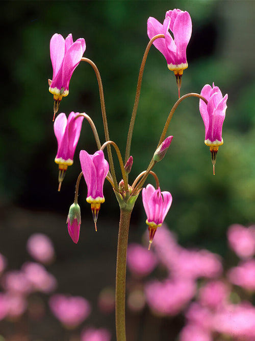 Dodecatheon Queen Victoria (Bożykwiat)