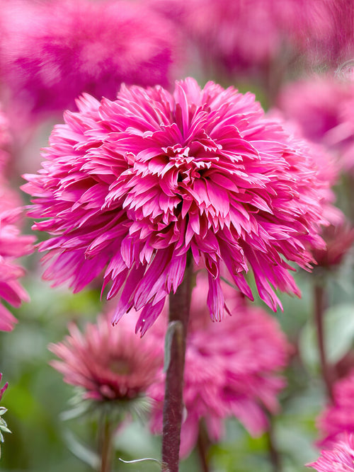 Echinacea Blackberry Truffle (Jeżówką)