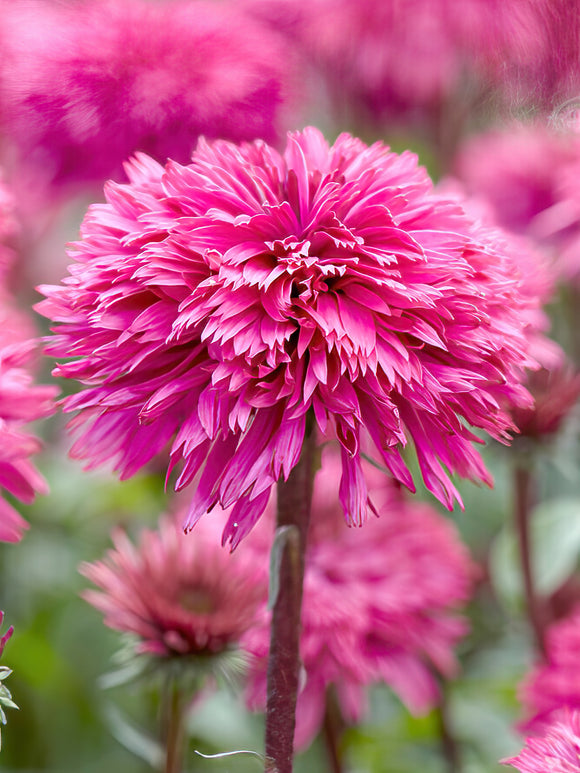 Echinacea Blackberry Truffle (Jeżówką)