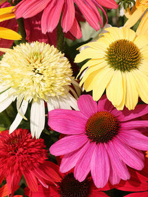 Echinacea Everblooming Coneflower Mix (Jeżówką)