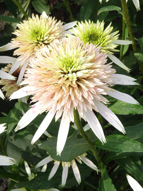 Echinacea Cherry Fluff (Jeżówka) z Holandii