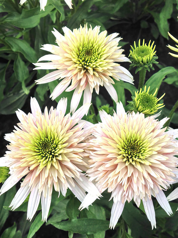 Echinacea Cherry Fluff (Jeżówka) z Holandii