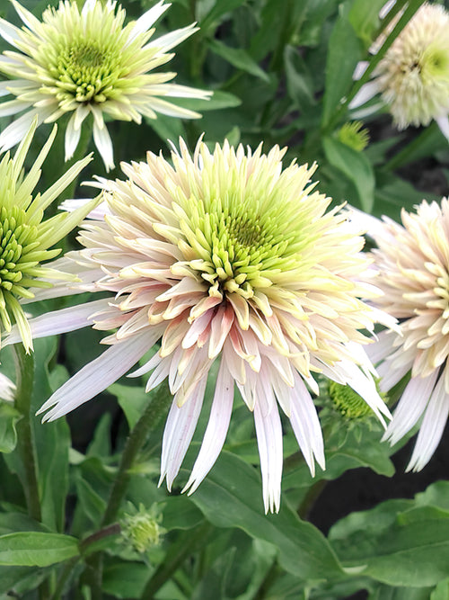 Zamów jeżówkę 'Echinacea Cherry Fluff (Jeżówką)' w DutchGrown™ z wysyłką na wiosnę i ciesz się najwyższej jakości odkrytymi korzeniami!