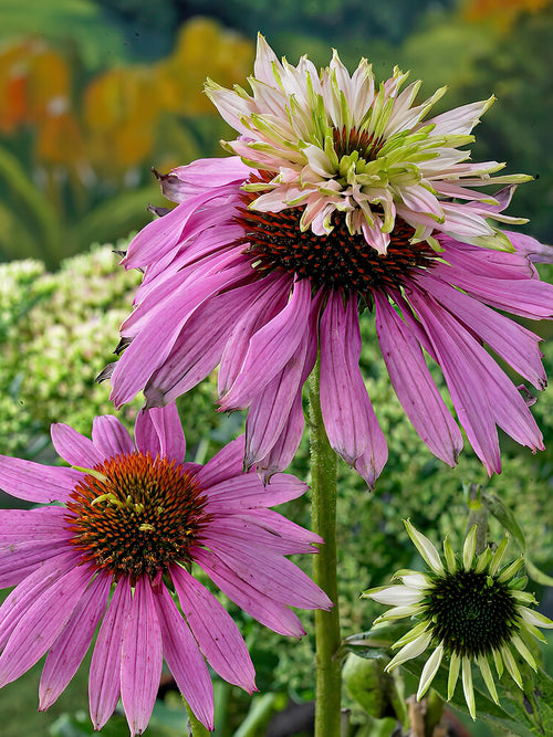 Zamów jeżówkę 'Echinacea Double Decker (Jeżówką)' w DutchGrown™ z wysyłką na wiosnę i ciesz się najwyższej jakości odkrytymi korzeniami!