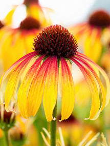 Echinacea Fiery Meadow Mamma (Jeżówką)