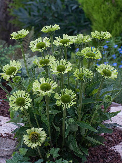 Zamów jeżówkę 'Echinacea Green Jewel (Jeżówką)' w DutchGrown™ z wysyłką na wiosnę i ciesz się najwyższej jakości odkrytymi korzeniami!