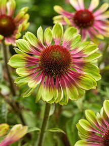 Echinacea Green Twister (Jeżówką)