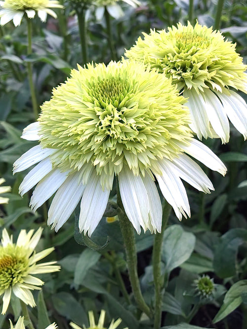 Kup Echinacea Honey Dew (Jeżówką) - Gołe korzenie