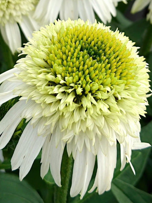 Zamów jeżówkę 'Echinacea Honey Dew (Jeżówką)' w DutchGrown™ z wysyłką na wiosnę i ciesz się najwyższej jakości odkrytymi korzeniami!
