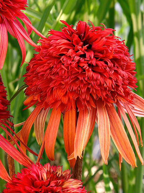 Zamów jeżówkę 'Echinacea Irresistible (Jeżówką)' w DutchGrown™ z wysyłką na wiosnę i ciesz się najwyższej jakości odkrytymi korzeniami!