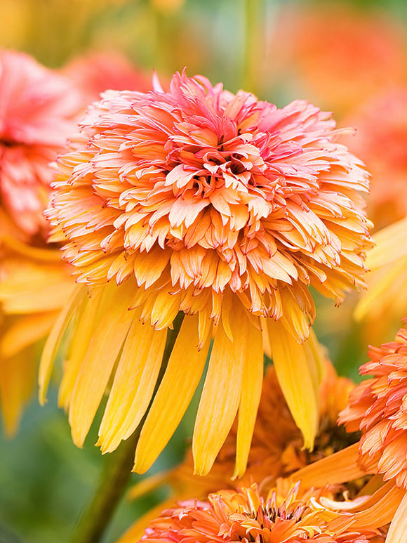 Kup Echinacea Marmalade (Jeżówką)