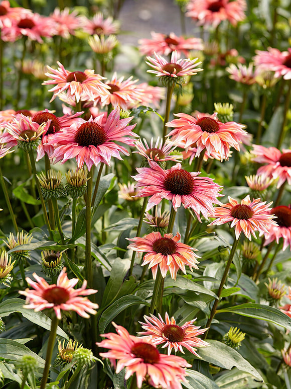 Kup jeżówki 'Playful Meadow Mama'