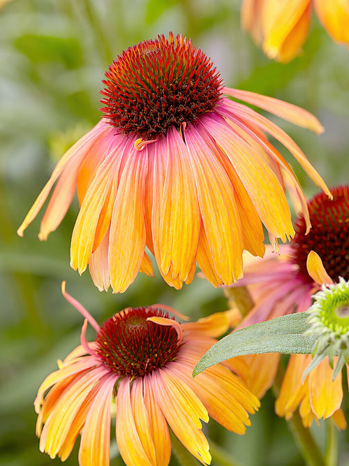 Zamów jeżówkę 'Echinacea Rainbow Marcella (Jeżówką)' w DutchGrown™ z wysyłką na wiosnę i ciesz się najwyższej jakości odkrytymi korzeniami!