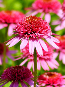 Echinacea Raspberry Truffle (Jeżówką)