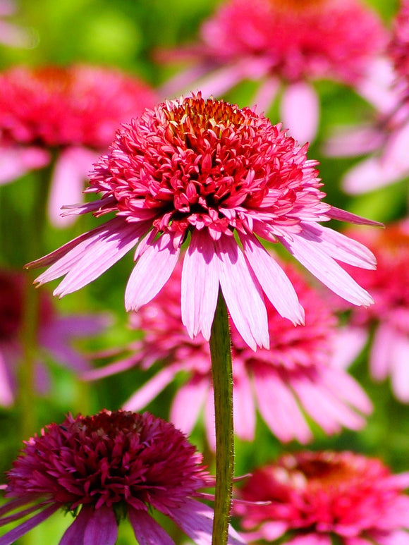 Kup Echinacea Raspberry Truffle (Jeżówką)