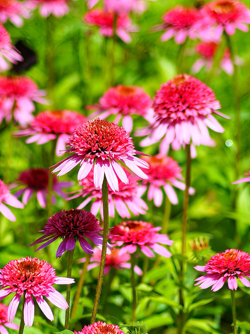 Echinacea Raspberry Truffle (Jeżówką)