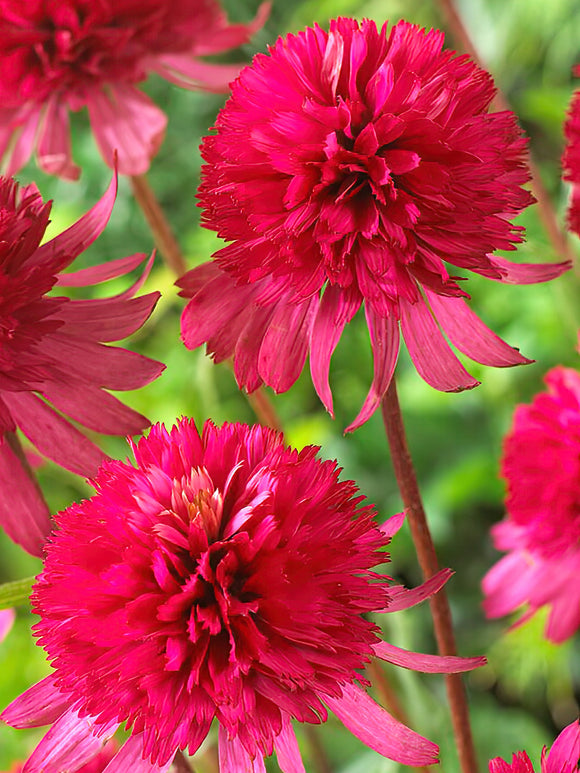 Zamów jeżówkę 'Echinacea Southern Belle (Jeżówką)' w DutchGrown™ z wysyłką na wiosnę i ciesz się najwyższej jakości odkrytymi korzeniami!